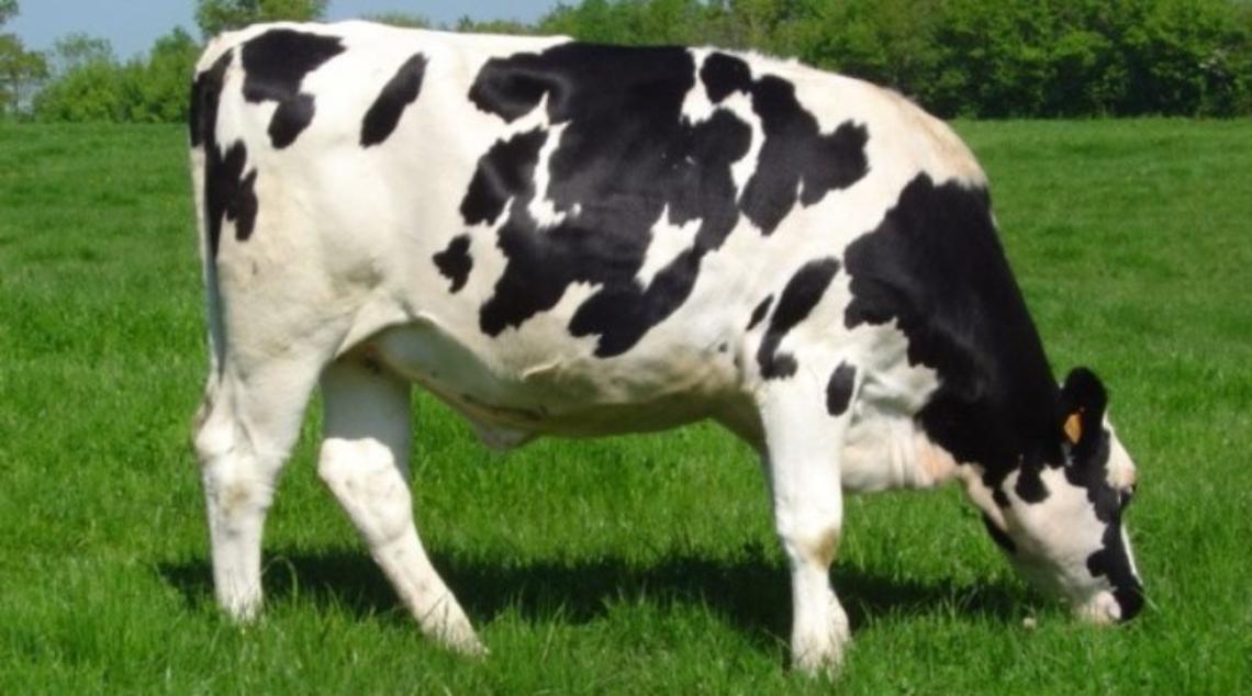 Razza-Bovina-Frisona-