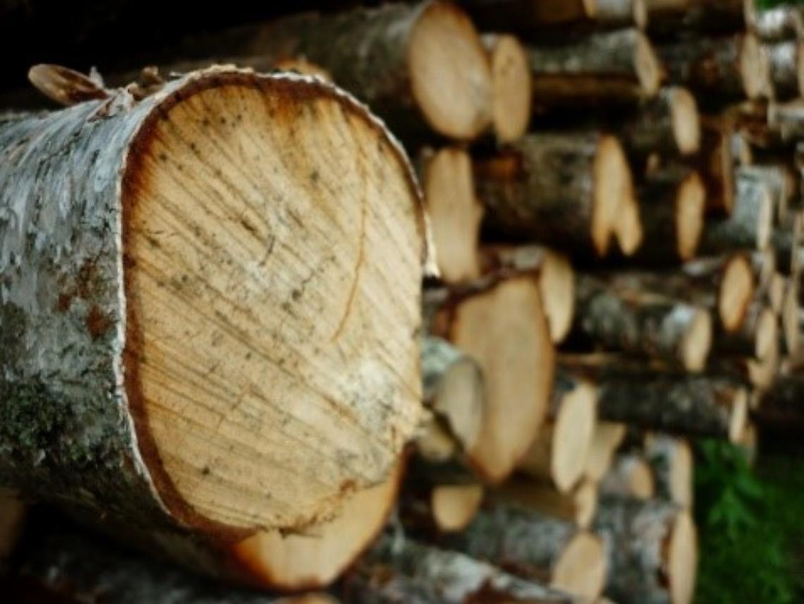 legno e prodotti ad esso derivati