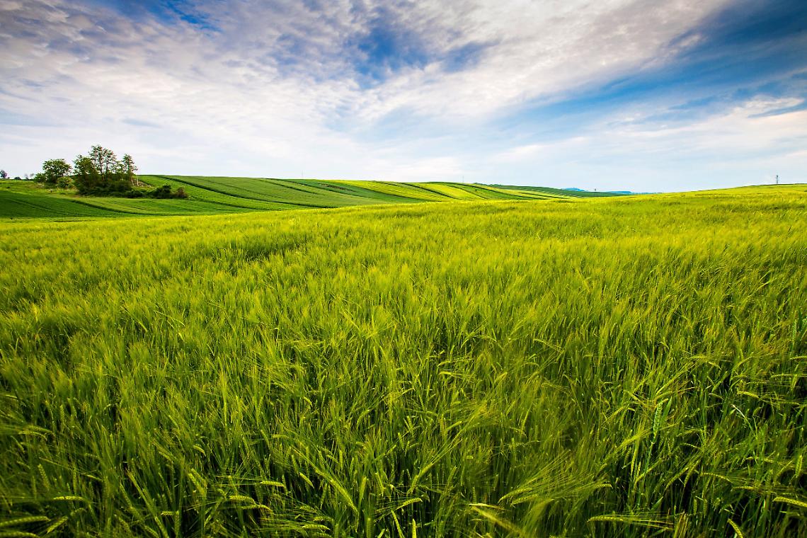 countryside field, sunny day in the countryside