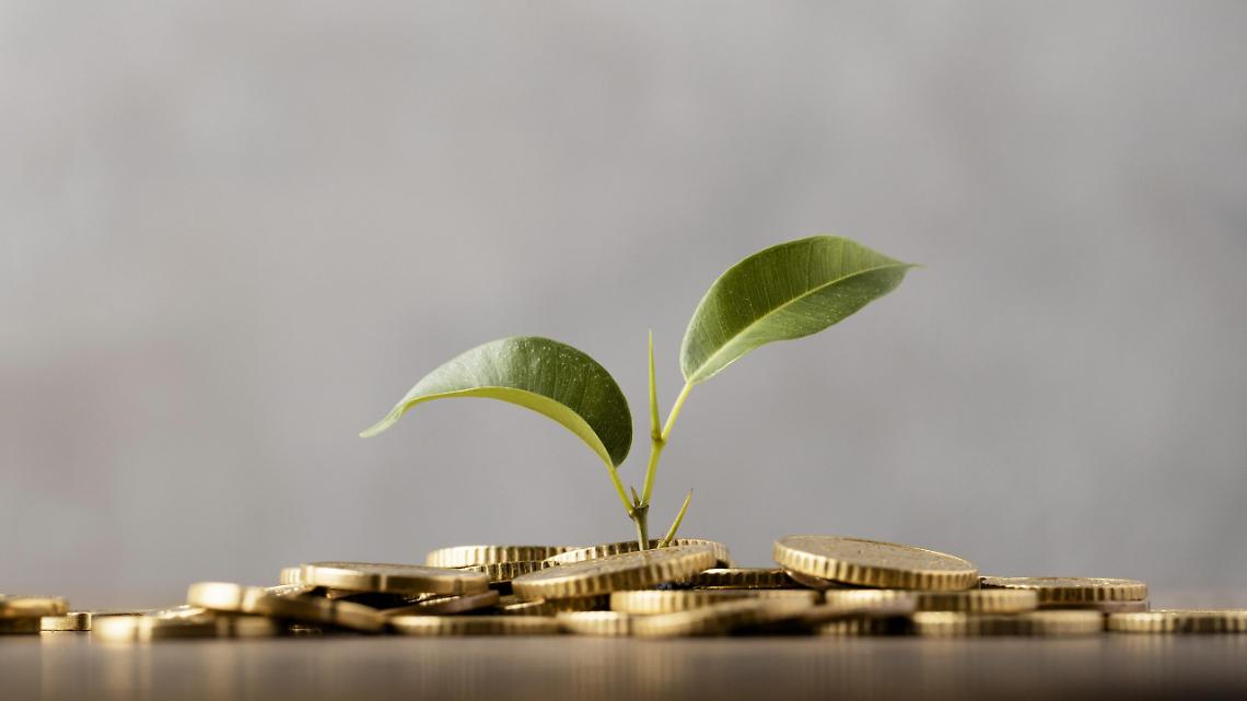 front-view-of-plant-growing-from-golden-coins