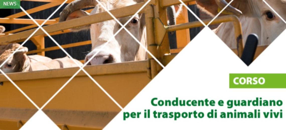 CONDUCENTE