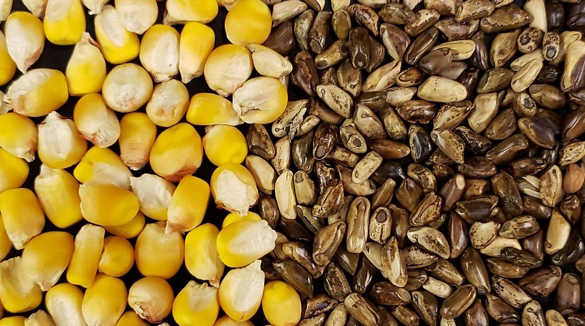 Mais-teosinte
