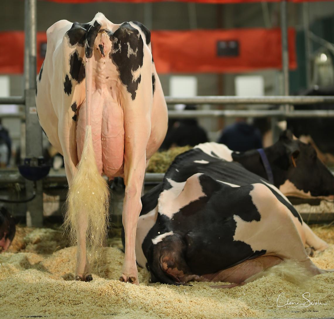 "La sfida di Cremona per una zootecnia sostenibile"