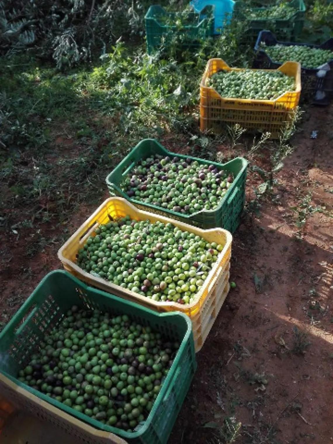 allura olio
