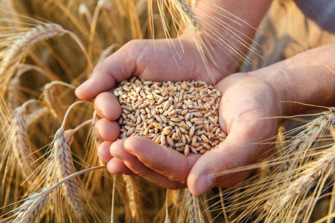 Grano: calano le rese e le produzioni