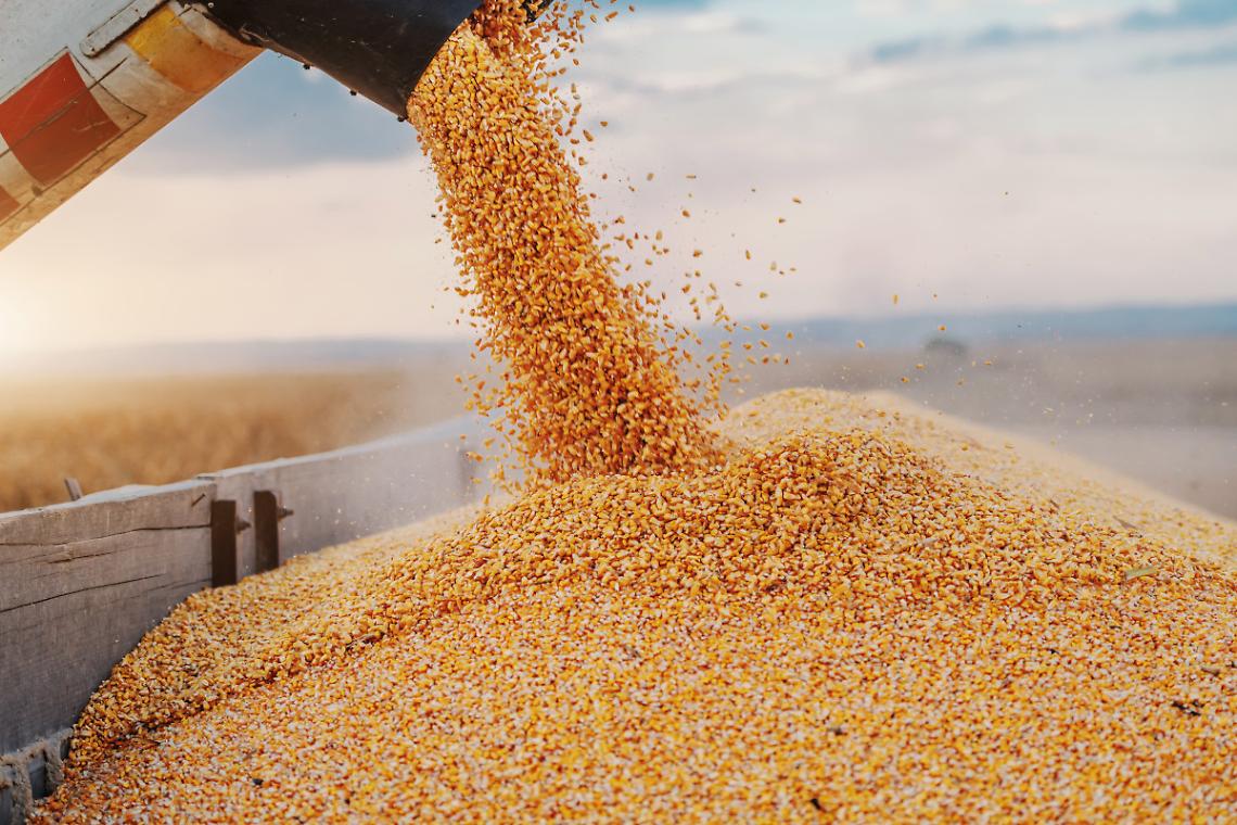 Grano raccolto in campo