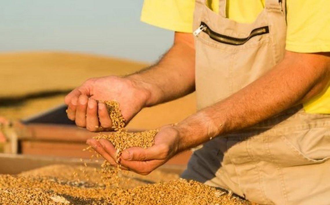 Tra guerra e cereali