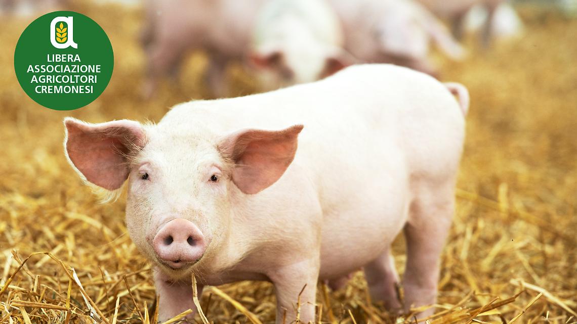 L’allevamento moderno del suino e l’antibioticoresistenza: il punto della situazione a CremonaFiere