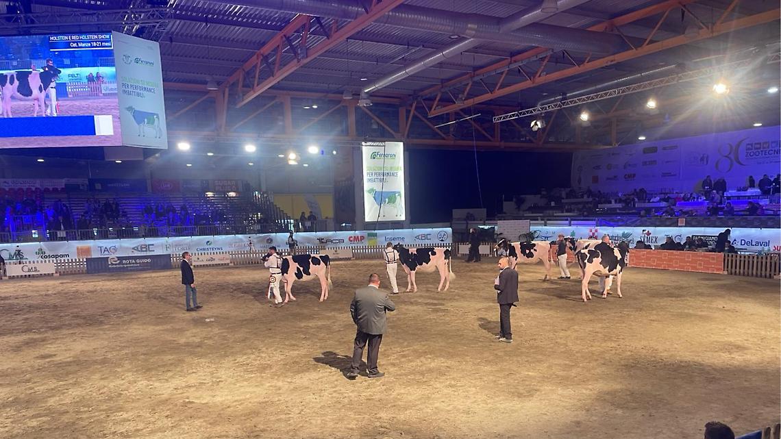Regine in prova: la Holstein va in scena all’80ª Fiera Zootecnica di Cremona
