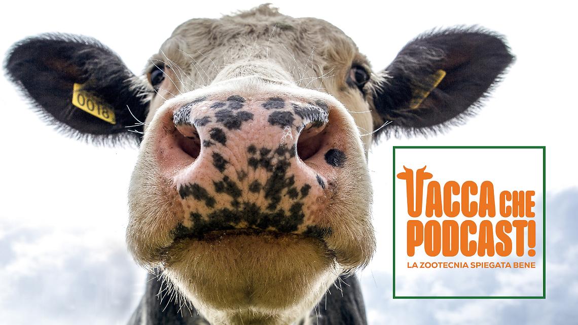 VaccaChePodcast, la zootecnia spiegata bene diventa un fenomeno pop