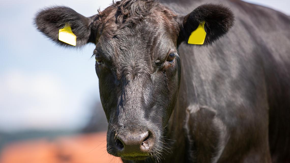 Il wagyu che parla lodigiano: dalla stalla di pianura al podio mondiale
