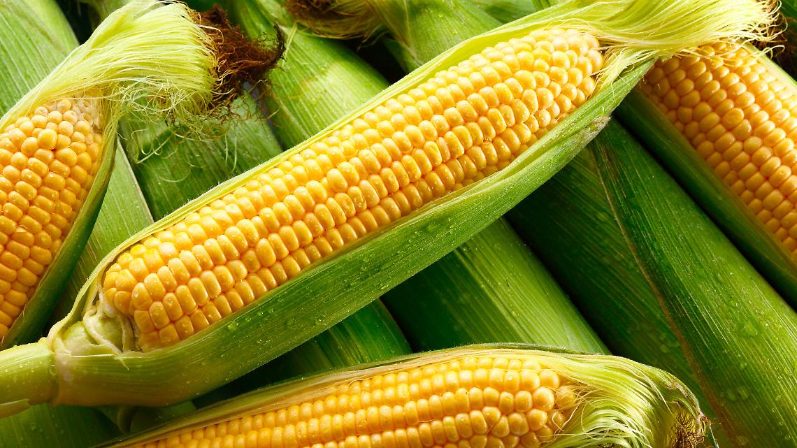 Cosa cambia per gli agricoltori dopo la sentenza Ue sul mais OGM