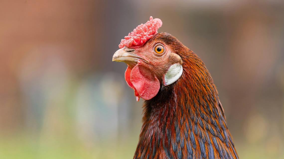 Bando liquidit&agrave; Lombardia: contributo sugli interessi per suini e avicoli