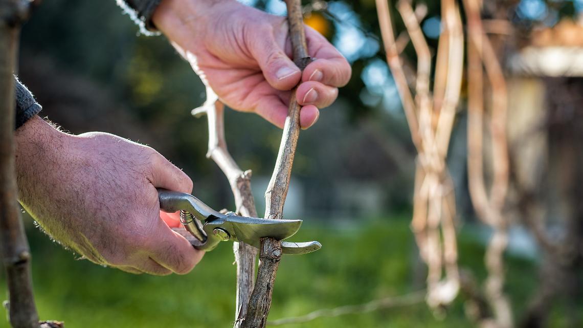 Residui vegetali nei campi: tre cose importanti che gli agricoltori devono sapere sul divieto di abbruciamento in Lombardia
