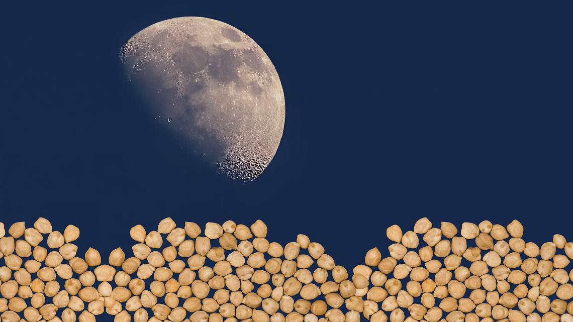 Ceci sulla Luna: come scienziati del Texas hanno trasformato &ldquo;polvere morta&rdquo; in un terreno che d&agrave; semi