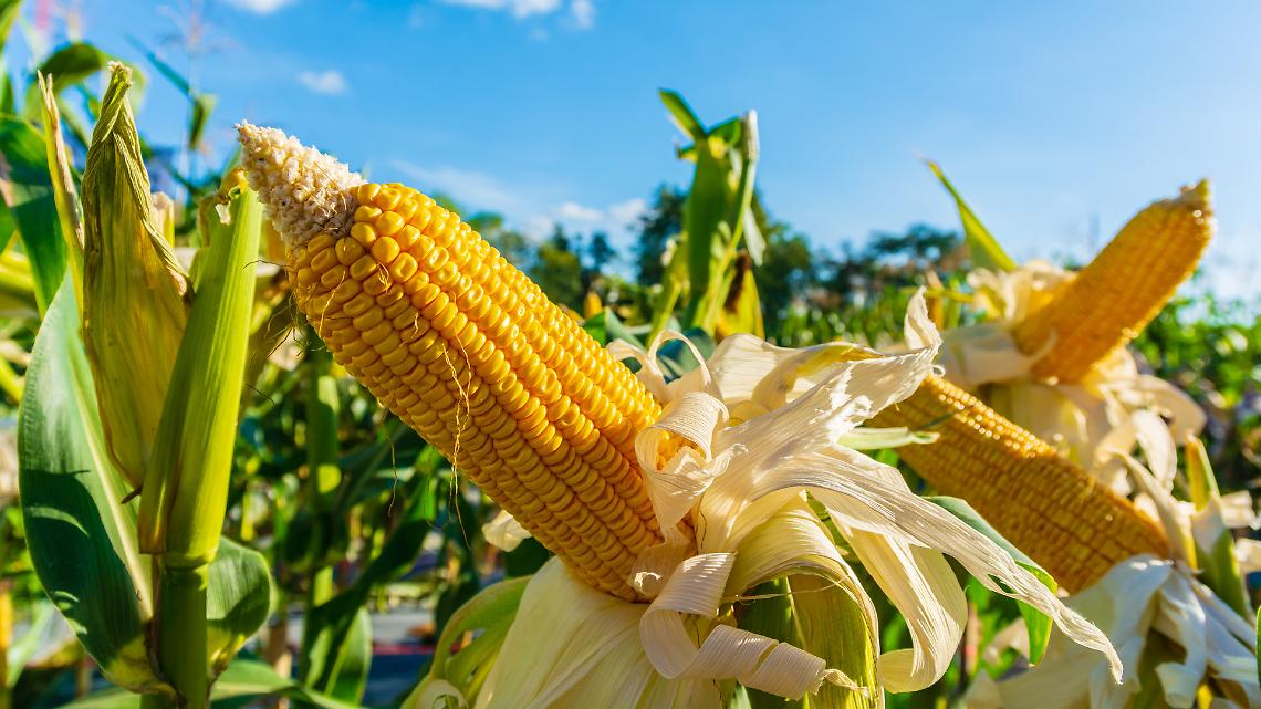 Fertilizzanti pi&ugrave; cari: quali colture rischiano di sparire dai campi europei?