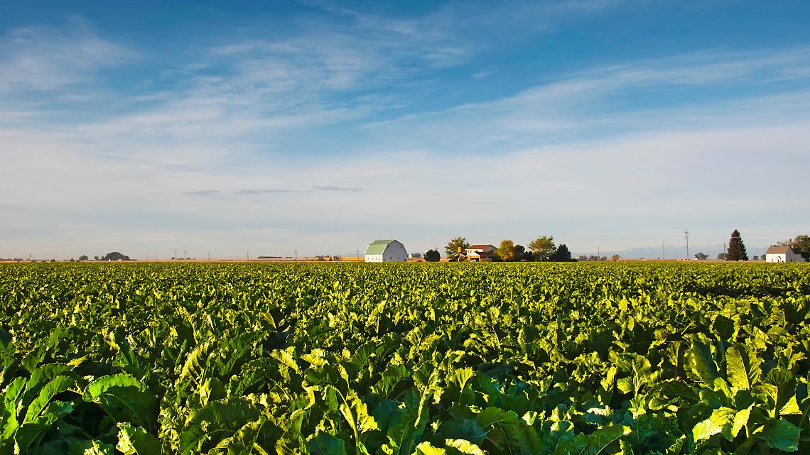 Campo di barbabietole da zucchero