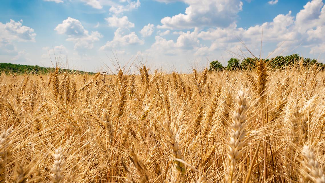Perch&eacute; il prezzo del grano resta basso quando l'energia vola?