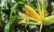 L'AGRICOLTURA DEL FUTURO (SEMPRE PIU' VICINO)