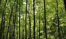 foresta2