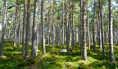 forest-272595_1280