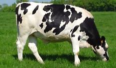 Razza-Bovina-Frisona-800x445-1