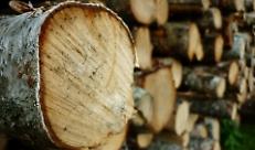 legno e prodotti ad esso derivati