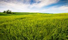 countryside field, sunny day in the countryside