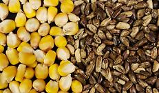 Mais-teosinte
