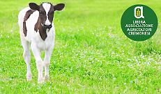 TUTELA E BENESSERE DEI VITELLI NEL PRIMO MESE DI VITA