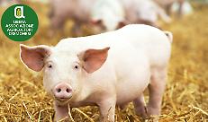 L’allevamento moderno del suino e l’antibioticoresistenza: il punto della situazione a CremonaFiere