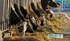 Quando i conti non tornano: costi in aumento e prezzi fermi