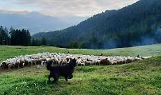 Registrazione dei percorsi di pascolo vagante: note per l'annualit&agrave; 2026