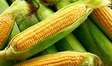 Cosa cambia per gli agricoltori dopo la sentenza Ue sul mais OGM