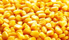 Mais!, a Cremona il punto su innovazione, sostenibilit&agrave; e competitivit&agrave;