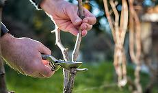 Residui vegetali nei campi: tre cose importanti che gli agricoltori devono sapere sul divieto di abbruciamento in Lombardia