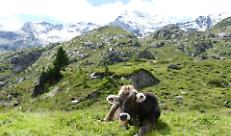 Bando SRB 01: sostegno concreto per le aziende agricole di montagna