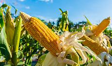 Fertilizzanti pi&ugrave; cari: quali colture rischiano di sparire dai campi europei?