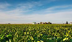 Campo di barbabietole da zucchero
