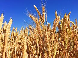 Grano tenero e duro: la situazione e le prospettive nell'analisi Ismea