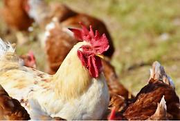 Giacomo La Pietra: il miglioramento genetico in atto garantisce il benessere animale