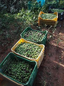 ALLURA OLIO
(Azienda Agricola Manzini)