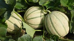 La pioggia colpisce i produttori di melone