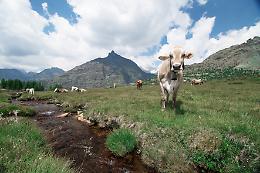 La zootecnia da latte di montagna sempre più in difficoltà