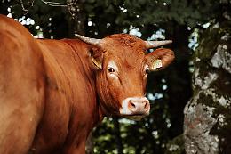 Bovini da carne: nel 2023 spesi 1,15 miliardi di euro per importare animali da ristallo 