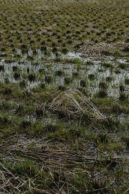 Maltempo, è allarme. Confagricoltura: Interventi urgenti e pianificazioni condivise per gestire il cambiamento climatico