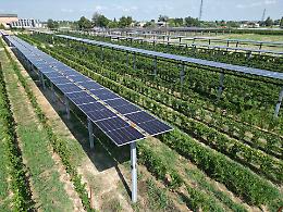 Un esempio di produzione duale: viticoltura ed energia elettrica