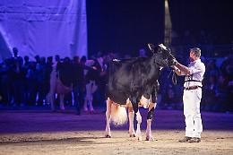 Animali in passerella «Una ‘marcia’ in più»