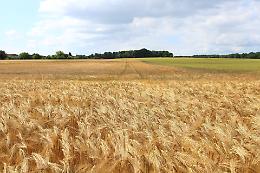 Per l' Istat l' agricoltura al top, ma non è tutto oro ciò che luccica