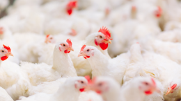 L'aviaria si ripresenta in Pianura Padana. Aggiornamento del Ministero della Salute